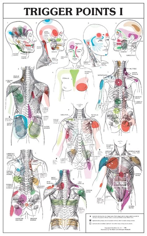 Here are some of the unexpected places trigger points can refer pain. . Trigger points chart pdf